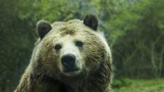 Le garçon de 3 ans, perdu dans un froid glacial et retrouvé vivant, affirme bien qu’un ours était avec lui pour le protéger