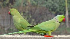 Ile-de-France : les envahissantes perruches à collier gagnent du terrain