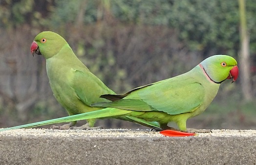 L'Ile-de-France envahie par les perruches à collier. (Photo d'illustration : Pixabay)