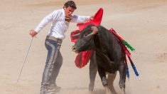 Corrida : faut-il interdire les écoles taurines aux moins de 18 ans ?