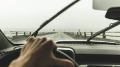 Un couple en voiture voit un chat effrayé qui les regarde du bord d’un pont, ils se rangent pour le sauver