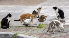 Une femme de 88 ans vivant dans un foyer de soins nourrit 14 chats errants chaque jour