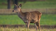 Aisne : une biche achevée par des chasseurs près d’une école primaire