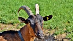 Un bouc abandonné, retrouvé attaché devant une école dans le Gard