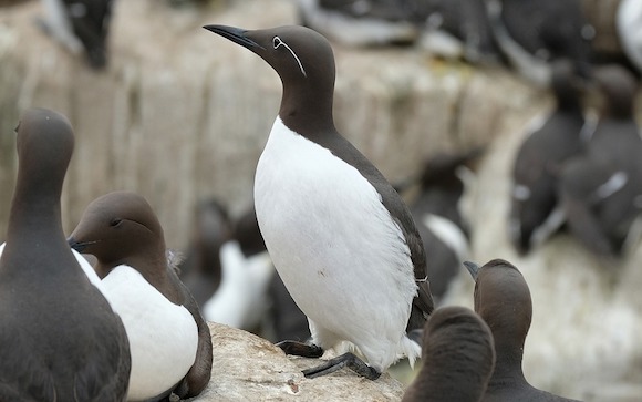 Mort inexpliquée de quelque 20 000 guillemots, dont les corps s'échouent sur les plages depuis plusieurs semaines entre le nord des îles Wadden et le sud-ouest de la Zélande. (Photo d'illustration : Pixabay)