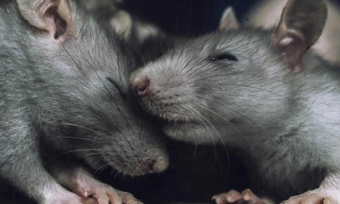 Une photo d'archive de rats. (jinjo022222988/iStock)