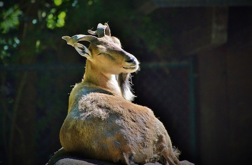 Pakistan : un Américain a payé 110 000 dollars pour chasser et tuer un markhor, une chèvre sauvage en voie de disparition. (Photo d'illustration : Pixabay)