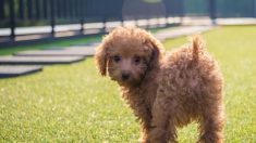 Un caniche sauvé d’une ferme d’élevage de viande canine trouve une nouvelle vie en Amérique