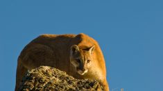 Un joggeur tue à mains nues un puma qui l’attaquait dans un parc du Colorado