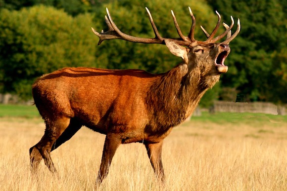 Tarn :  dans la forêt de Grésigne de nombreux cerfs y demeurent encore, mais depuis le début de la saison de la chasse à courre ils se sentent pourchasser et vivent sans relâche dans l'angoisse.
(Photo d'illustration : Pixabay)