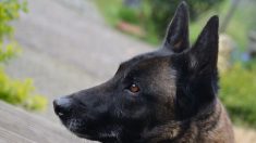 Un chien fait fuir deux cambrioleurs et un braqueur