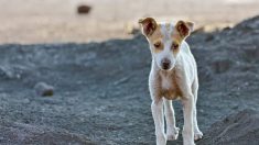 Un sans-abri aperçoit une femme abandonner un chien sur l’autoroute et s’assure que ce dernier ne subira pas le même sort que lui