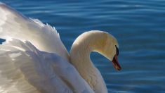 Lac d’Annecy : un cygne retrouvé mort, tué d’un plomb dans la tête