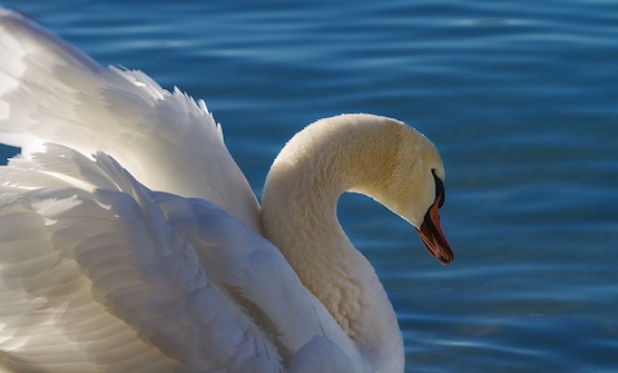 Annecy : un cygne a été retrouvé mort d'une balle dans la tête. (Photo d'illustration : Pixabay)