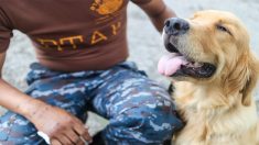 Un golden retriever abandonné avec une tumeur de 21 kg est sauvé et peut profiter de la vie