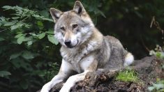 Un loup abattu dans le centre-ville de Bormes-les-Mimosas (Var)