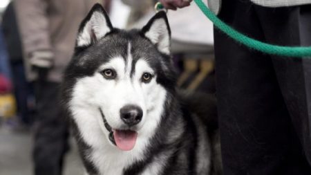 Des dizaines de milliers de personnes signent une pétition pour sauver le husky de Sibérie qui a arraché la main d’un garçon