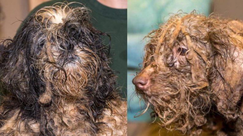 Les autorités ont sauvé 630 chiens d'une usine à chiots en Géorgie, le 2 mars 2019. (Photo gracieuseté de la Nassau Humane Society)
