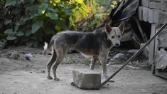 Deux lycéens inventent une niche chauffée à l’énergie solaire – les chiens et chats errants peuvent s’y abriter du froid hivernal