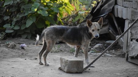 Deux lycéens inventent une niche chauffée à l’énergie solaire – les chiens et chats errants peuvent s’y abriter du froid hivernal