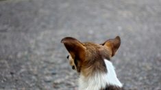 Une femme transporte un chien grièvement blessé en bas d’une montagne pour sauver sa vie