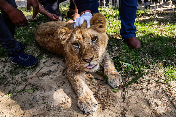 Un vétérinaire palestinien tient la tête de la lionne "Falestine" âgée de 14 mois, après avoir été dégriffée, au zoo de Rafah, dans le sud de la bande de Gaza, le 12 février 2019.   (Photo : SAID KHATIB/AFP/Getty Images)