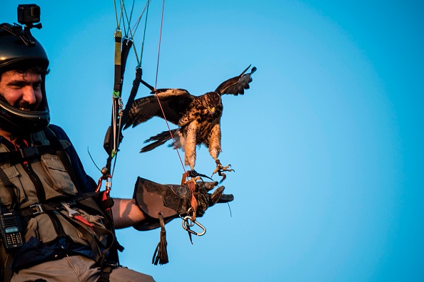 -Le parapentiste chilien Ariel Marinkovic photographié avec son partenaire de vol, un faucon de Harris âgé de 10 mois, lors d'une séance d'entraînement à Santiago, le 5 janvier 2019. Photo de Martin BERNETTI / AFP / Getty Images