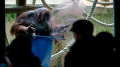 L’orang-outan star Nénette, à l’étroit, attend sa grande volière extérieure