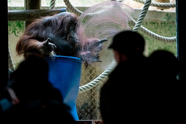 -Les visiteurs observent un orang-outan nommé Nenette en train de peindre à la ménagerie du jardin des plantes le 14 mars 2019 à Paris. Nenette, le célèbre orang-outan de la ménagerie du jardin des plantes de Paris, qui fêtera ses 50 ans en juin 2019. Photo KENZO TRIBOUILLARD / AFP / Getty Images.