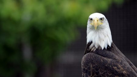 Un photographe capture un face-à-face entre un écureuil et un pygargue à tête blanche