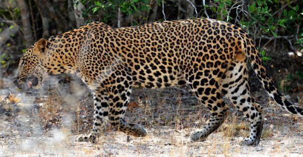 -Une panthère se promène dans la brousse dans le parc national de Yala, dans le district sud de Yala. Le parc national de Yala est le plus visité et le deuxième plus grand parc national du Sri Lanka. Photo Ishara S.KODIKARA / AFP / Getty Images.