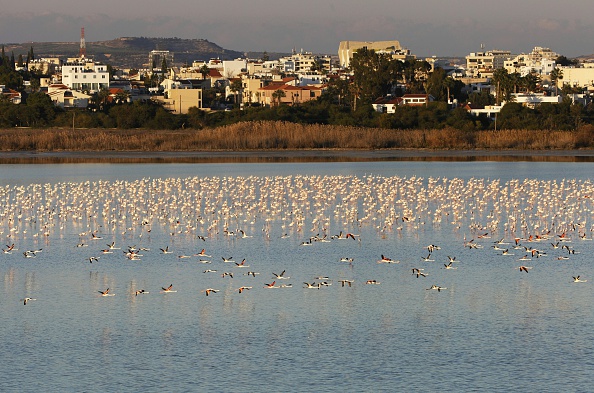 -Les oiseaux migratoires font une pose sur l’île de Chypre. Ici les flamants roses se rassemblent sur un lac salé dans la ville portuaire du sud-est de Chypre, à Larnaca, le 16 janvier 2016. Photo FLORIAN CHOBLET / AFP / Getty Images.