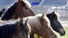 Un cheval de 13 300 € repéré sur le plateau d’une camionnette roulant à 113km/h au Texas