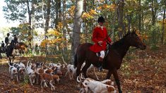 Chasse à courre: les « pro » et les « anti » à couteaux tirés dans les forêts françaises