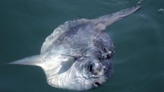 Un poisson-lune géant échoué sur une plage au sud de l’Australie