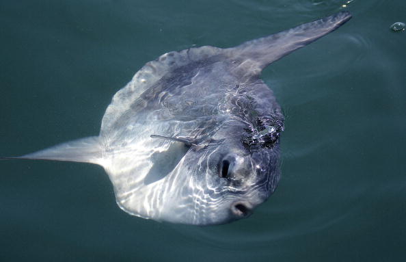 Un poisson lune océanique (mola mola) remonte à la surface lors de la deuxième journée de course de la série de sélection des challengers de la Louis Vuitton Cup à Valencia, le 17 avril 2007. (Photo : JOSE JORDAN/AFP/Getty Images)