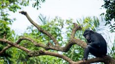 Chez les chimpanzés, la diversité culturelle aussi est victime des humains