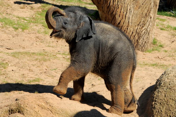 -Illustration- Bébés éléphants sauvés par des gardes forestiers en Thaïlande. Photo WILLIAM WEST / AFP / Getty Images.