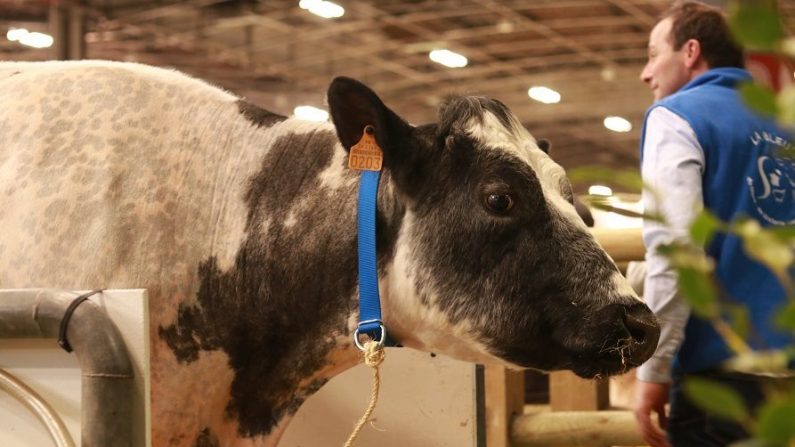 Imminence vache Paris Farm Show. (David VIves/The Epoch Times)