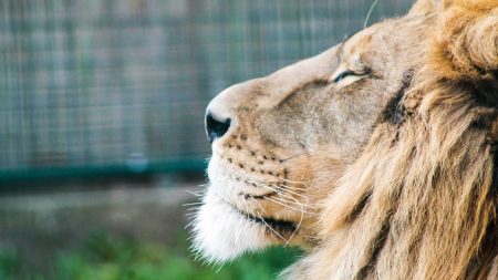 Un zoo des Yvelines se chauffe grâce aux déjections animales – une première mondiale