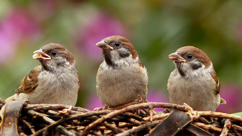 Moineaux domestiques (Passer domesticus) - Crédit : Pixabay)