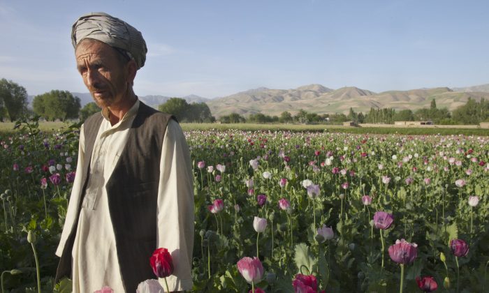 FILE - Un agriculteur debout dans son champ de pavot avant la récolte à Faizabad, Badakshan, Afghanistan, le 25 mai 2011. (Paula Bronstein/Getty Images)
