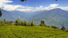 Cet État indien à l’agriculture 100 % biologique est un modèle pour le monde entier