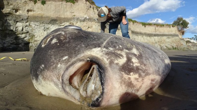 Ce poisson de deux mètres de haut s'est échoué la semaine dernière dans la réserve de Coal Oil Point de l'UC Santa Barbara, dans le sud de la Californie. La bouche du poisson a un aspect unique, dit Thomas Turner, biologiste de l'évolution. (Thomas Turner/CNNN)
