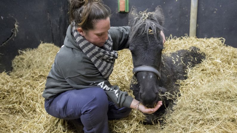 Xérès était tellement faible qu'il ne pouvait même pas se lever, ce qui signifie la mort sous 24 heures pour un cheval - Crédit : Animaux en péril