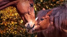 Chevaux : recrudescence des actes de maltraitance, les associations débordées