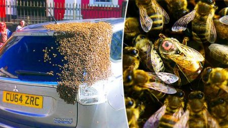 Un essaim de 20 000 abeilles suit la voiture d’une femme pendant deux jours lorsque la reine se retrouve coincée à l’intérieur