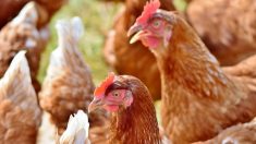 « Grand sauvetage de 30.000 poules » : à Falleron, en Vendée, adoptez des poules pour leur éviter l’abattoir