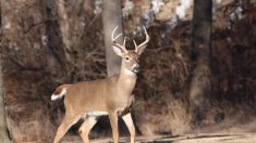 Chasse à courre : la grâce pour les animaux aux abois en zone habitée