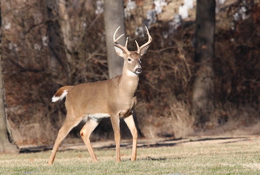 Chasse à courre : un animal poursuivi par un équipage de chasse à courre jusque dans une zone habitée ou commerciale sera désormais "gracié". Décret publié au Journal officiel. (Photo d'illustration : Pixabay)